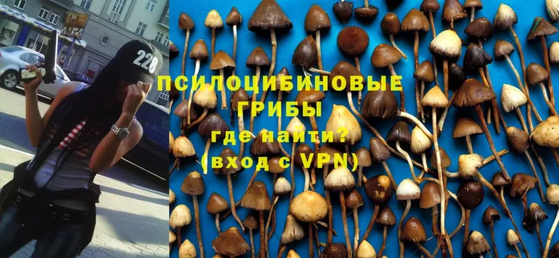 Галлюциногенные грибы Psilocybine cubensis  цена   Заозёрный 